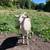Saanen-nubian mutt does 2 thumbnail