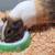 3 HEALTHY & LIVELY GUINEA PIGS W/ FOOD, CAGE..ETC 7 thumbnail