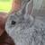 Netherland Dwarfs 17 thumbnail