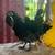 Chicks 4 thumbnail