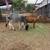 Mini Zebu cows 8 thumbnail