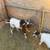 Nigerian dwarf bucks super friendly $80 3 thumbnail