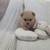 Eight weeks old pom 3 thumbnail