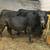 Registered Black Angus Bred Cows 2 thumbnail