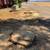 Stump Grinding-Stump Grinder- Stump Removal 10 thumbnail