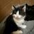 4 Kitten Cats 1 thumbnail