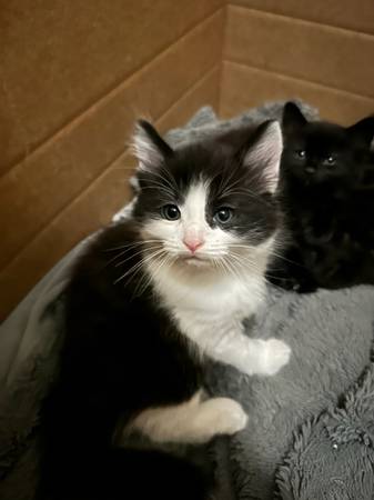 4 Kitten Cats 1