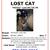 Cat still missing! 1 thumbnail