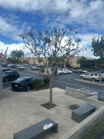 Eima tree services and landscaping 1