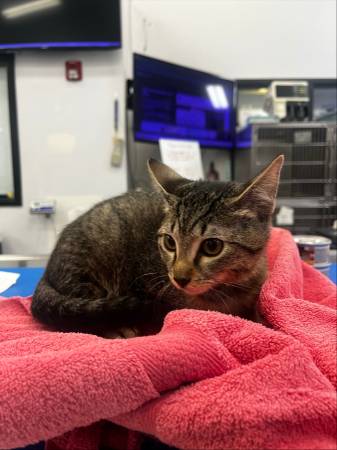 FOUND CAT (estacada)