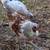 Easter Egger Rooster - 13 weeks old 2 thumbnail