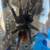 MM GBB Tarantula 4 thumbnail