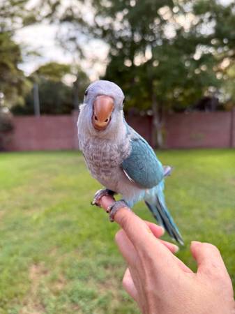 Blue Quaker baby Katy TX 77450 (Katy)63859317500673121