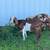 Boer goats 2 thumbnail