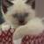 Tiny Whiskers Kitten - 84five-270-9547 7 thumbnail