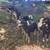 Purebred Spanish Goat Kids 3 thumbnail