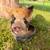 Kunekune Piglet for Sale – Friendly & Healthy 2 thumbnail