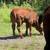 Cattle, Bull, Steer 4 thumbnail