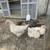 Chickens 8 thumbnail