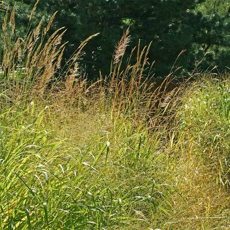 Yardwork 1