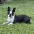 AKC Boston Terrier Female 2 thumbnail