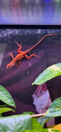 Red Anole 1