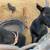 Pigs and Goats 1 thumbnail