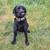 Labrador 2 thumbnail