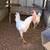 Leghorn Roosters 2 thumbnail