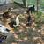 Ducks looking for new pond 4 thumbnail