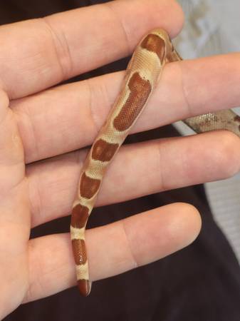 Red Tail Boa with complete setup551361372803584002
