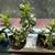 JADE HOUSEPLANT-Crasula Ovata/Bonsai/Succulents/Money Plant/Lucky Plant 3 thumbnail