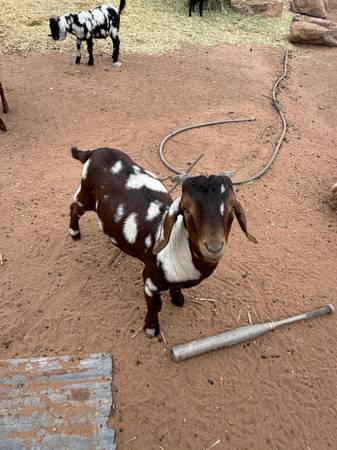 Goat 1