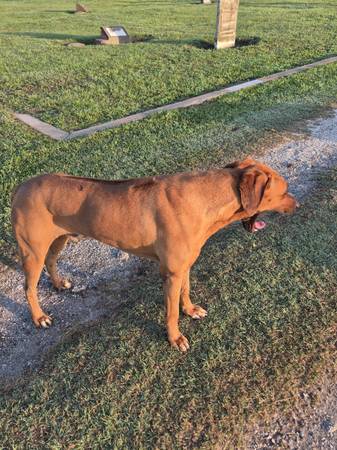 MACHO Rhodesian Ridgeback (Galveston)523576602694799361