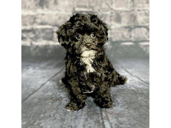 Maltipoo  Female 1