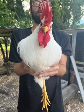Rooster 1