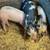 Piglets for sale 1 thumbnail