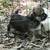 Chihuahua mix male puppies 6 thumbnail