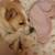 Urgent Lost Dog 1 thumbnail