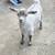 Goats 3 thumbnail