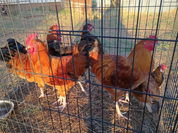 Chickens 1