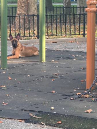 Lost Dog571825808936151041