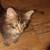 4 fluffy kittens!! 2 thumbnail