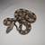 Pet Snake ( Boa Constrictor ) 1 thumbnail