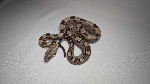 Pet Snake ( Boa Constrictor ) 1