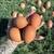 Hatching eggs 4 thumbnail