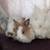 Rabbits 1 thumbnail