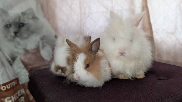 Rabbits 1