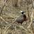 Pheasants 4 thumbnail