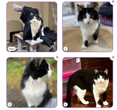 Lost long hair tux cat (Sammamish)64211679593730123